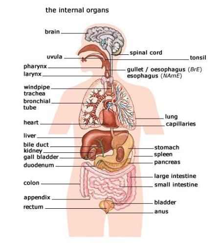 vnutrennie-organy-na-angliyskom
